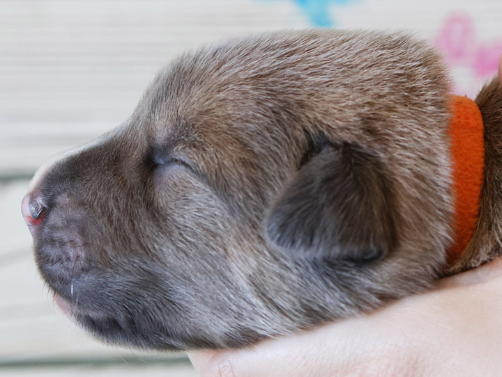 chinook puppy